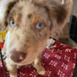 Meet your Posher, Piper